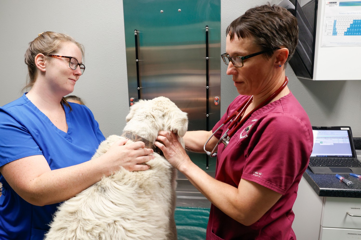 Doctor and Staff Exampining Dog